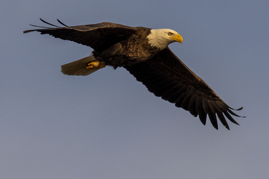 Bald Eagle